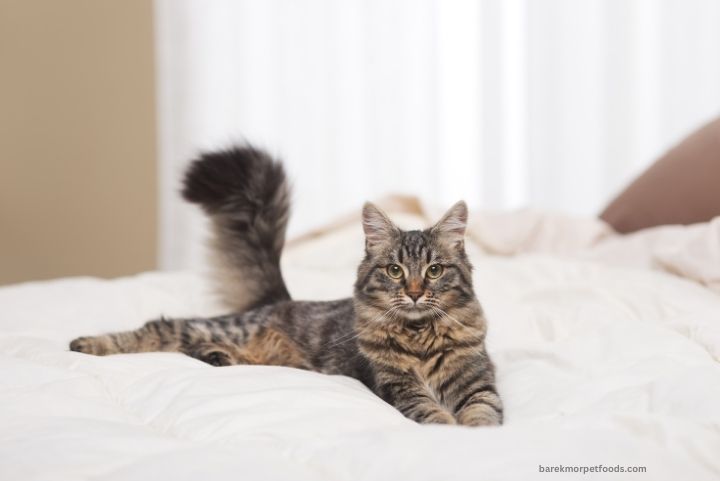 Barekmor pet foods cat relaxing stretches