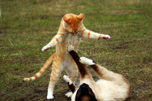Playful kittens exploring together, symbolizing the benefits of early socialization for pets.