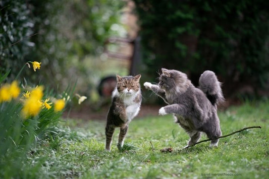 Healthy cats playing in the garden surrounded by a clean environment and fresh water, symbolizing proactive care and wellness.