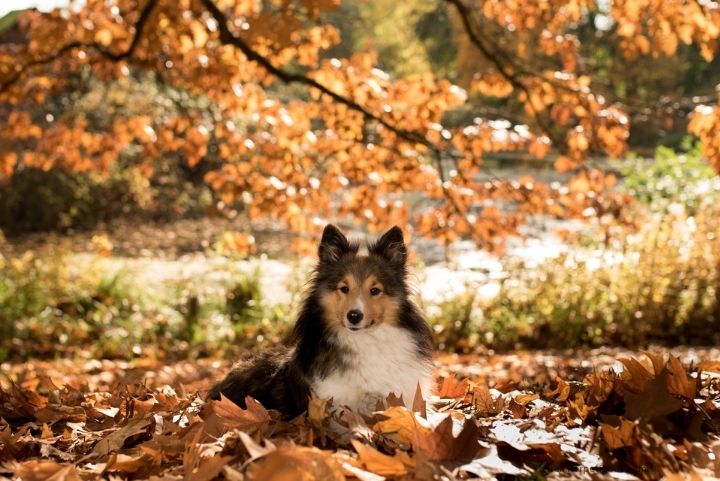 A happy dog sitting on autumn leaves, with the coat glowing in the soft fall sunlight.