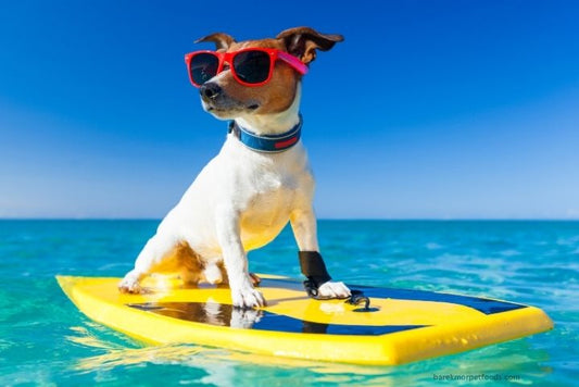Beach holiday dog on a surfing board with sunglasses paddling Barekmor Pet foods