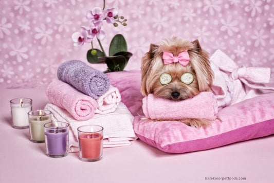 A happy dog being groomed with a brush, showcasing seasonal care for a shiny and healthy coat.
