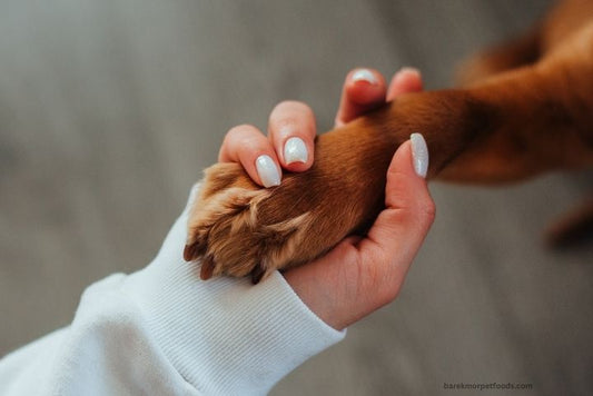 A senior dog enjoying the comfort of their forever home.