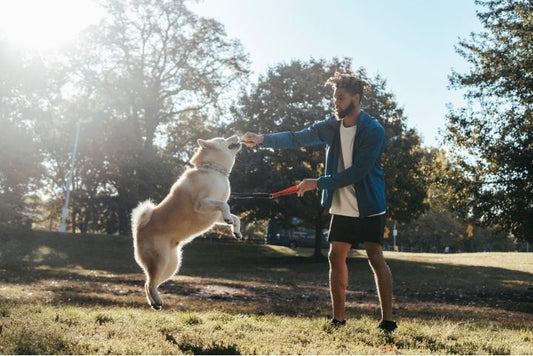 A dog playing with the owner near a cozy tent at a picturesque campsite, surrounded by lush greenery and camping gear, enjoying the great outdoors.