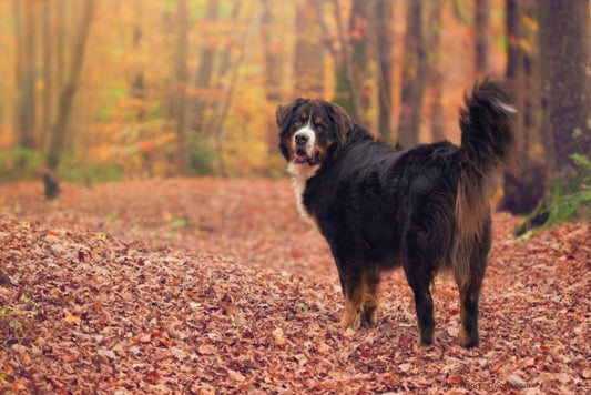 Happy family adopting a rescue pet, embracing the philosophy of 'adopt, don't shop' with the help of Barekmor® Pet Foods.