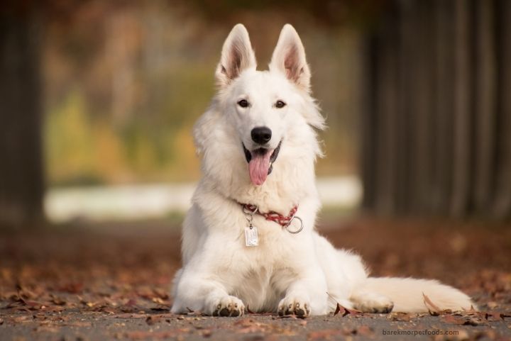 A serene photo of a pet paw resting symbolizing love and connection.