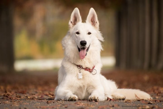 A serene photo of a pet paw resting symbolizing love and connection.