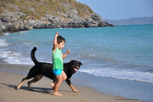 Rottweiler and kid at the beach playing Barekmor Pet Foods