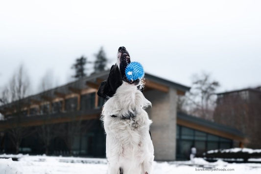 A contented dog well-managed pet behaviour, supported by enrichment and a caring environment.