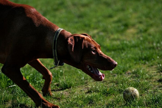 Happy dog playing with a homemade ball, using its nose to find treats hidden among colourful fleece strips