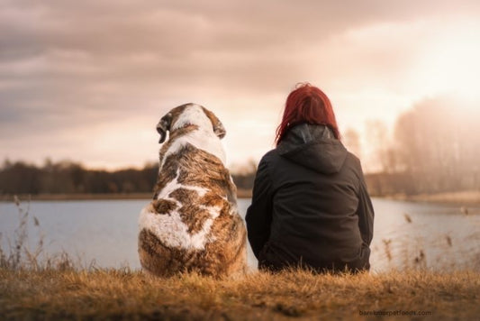A senior dog happily sitting beside its adopter, symbolizing the love and gratitude of older dogs finding their forever homes.