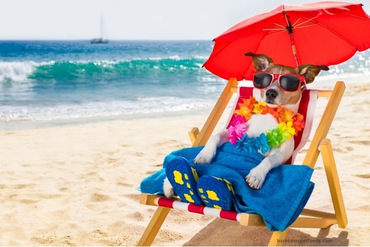 A happy dog enjoying a safe and fun beach day with its owner, with Barekmor® Pet Foods treats and a beach umbrella for shade.