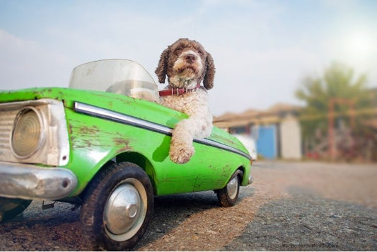 A happy dog and cat sitting beside travel luggage at a scenic vacation spot, enjoying the outdoors with their pet-safe essentials from Barekmor® Pet Foods.