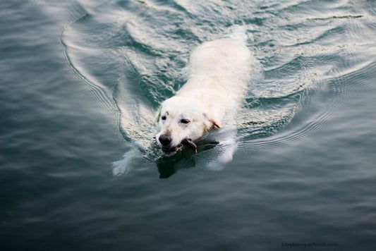 A happy dog splashes in calm water under a sunny sky, highlighting safe swimming tips for pets.