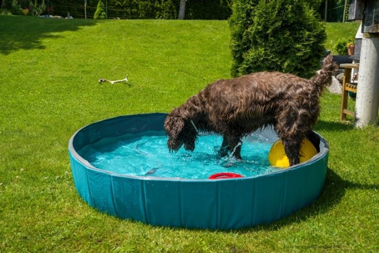 A happy dog splashing and drinking from separate water bowls outdoors in a shaded garden, surrounded by lush greenery.