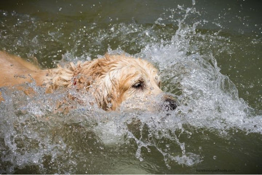 A happy dog swimming, enjoying a cool summer day with a fan blowing softly in the background.