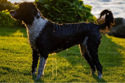 "A panting dog resting in the shade with a water bowl nearby, highlighting tips to prevent heatstroke during summer.