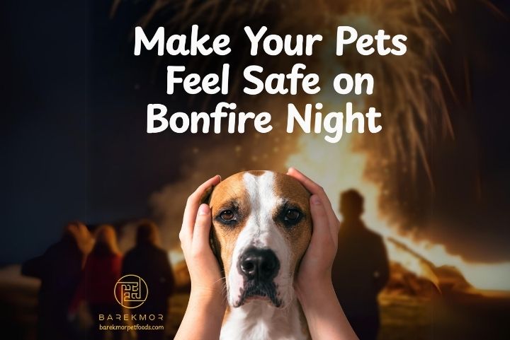 An image showcasing a scary dog on a bonfire night due to the fireworks, this is an article helps the pet owners with the safety measures to take to help the pets to survive the night peacefully