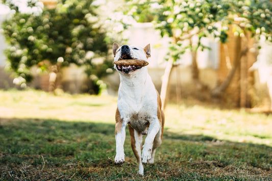 A vibrant, healthy dog with a shiny coat playing with a stick in a lush UK park — showcasing the visible benefits of a high-meat, grain-free Barekmor® diet.