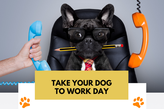 Bring Your Dog to Work: Tips and Tricks for a Successful Experience