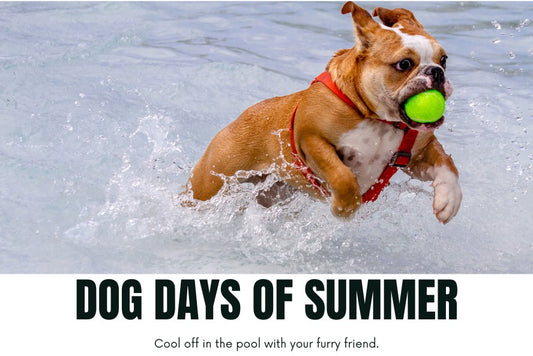 Image of a blog stating how to keep a dog cool in the summer days