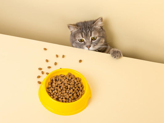 Myths and misconceptions about pet food
