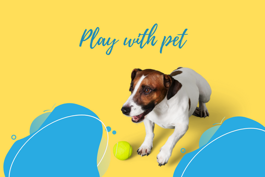 Image of a dog playing with a ball - stating the importance of playtime for dogs