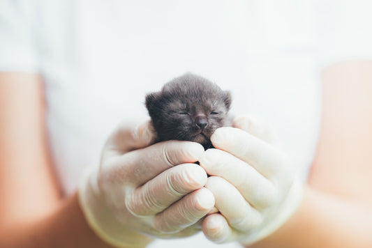 Kitten at Vets Barekmor Pet Foods