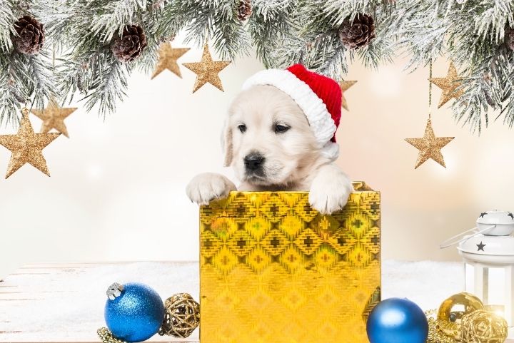 Festive Christmas-themed image of a happy dog and cat sitting by a decorated tree, symbolizing the joy of responsible pet ownership during the holidays, featuring tips on nutrition, adoption, and care with Barekmor® Pet Foods.