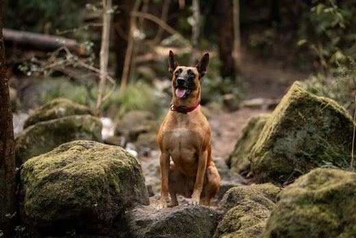 An image of a healthy looking Malinos Dog in the woods representing a blog post stating how to unleash your pet's full potential with a Hypoallergenic pet foods, Grain-free from Barekmor Pet Foods.