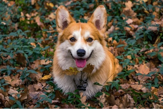 Adorable dog lounging on a fall-themed blanket surrounded by pet-safe pumpkin décor, exuding cozy autumn vibes.
