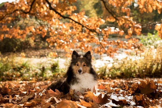 A happy dog sitting on autumn leaves, with the coat glowing in the soft fall sunlight.
