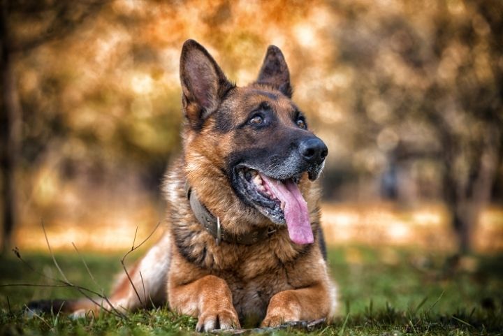 A cozy senior dog resting on an orthopedic pet bed next to a warm fireplace, wrapped in a soft blanket, enjoying the warmth during a cold winter evening.