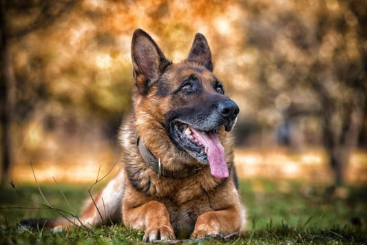 A cozy senior dog resting on an orthopedic pet bed next to a warm fireplace, wrapped in a soft blanket, enjoying the warmth during a cold winter evening.