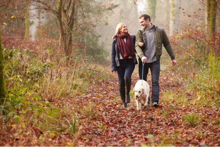 A joyful dog wearing a warm winter coat and booties, happily walking through a snowy forest trail with their owner on a crisp winter day