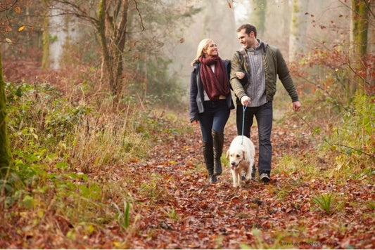 A joyful dog wearing a warm winter coat and booties, happily walking through a snowy forest trail with their owner on a crisp winter day