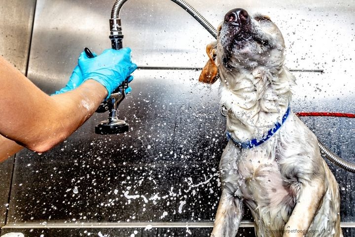 A happy pet enjoying a stress-free bath in a well-prepared grooming space, with a gentle sprayer, non-slip mat, and fluffy towel nearby.