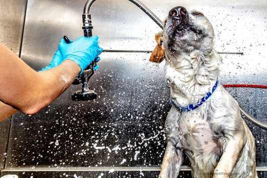 A happy pet enjoying a stress-free bath in a well-prepared grooming space, with a gentle sprayer, non-slip mat, and fluffy towel nearby.