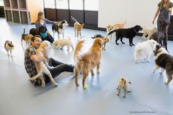 Doggy Day Care Barekmor Pet Foods happy dogs playing together in a safe, supervised environment, illustrating the benefits of socialization and exercise.