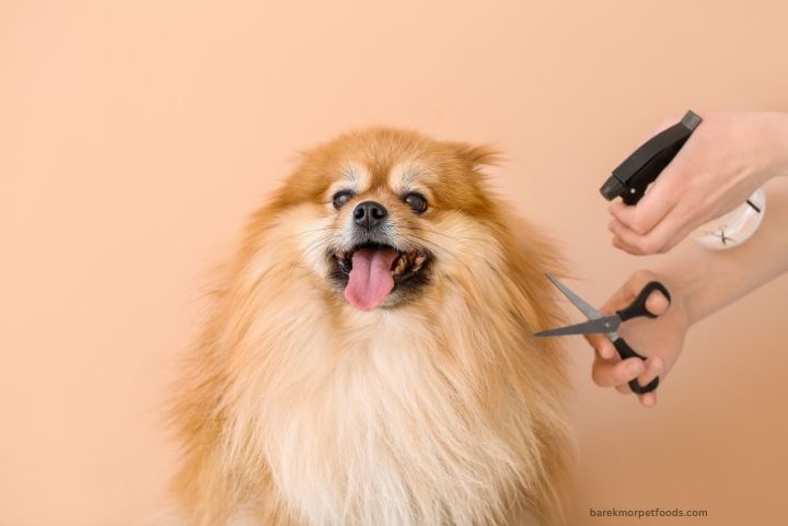 A happy dog being brushed by its owner, highlighting the benefits of regular grooming for a healthy coat and bond-building.