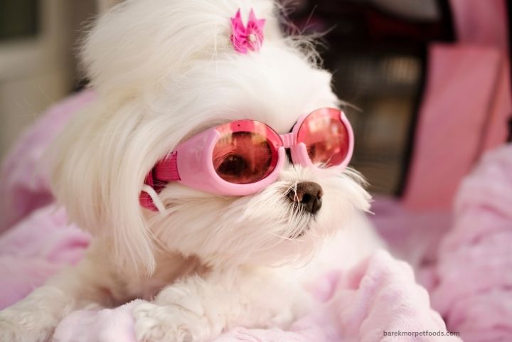 A cozy pet travel setup featuring a dog in a well-ventilated carrier, surrounded by essentials like food, water bowls, and a blanket.