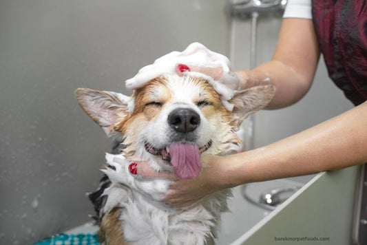A happy dog taking a bath, illustrating summer pest prevention for pets.