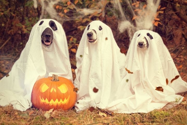 Cute dogs wearing Halloween-themed costumes, surrounded by pumpkins and festive decorations, enjoying a safe Halloween.