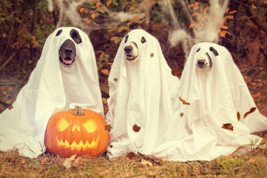 Cute dogs wearing Halloween-themed costumes, surrounded by pumpkins and festive decorations, enjoying a safe Halloween.