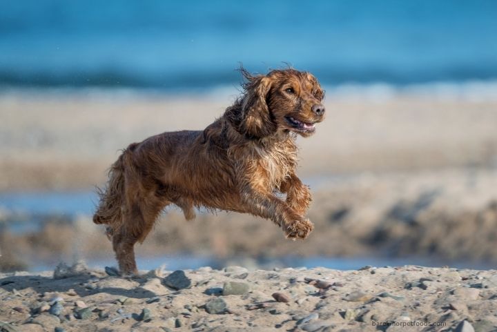 Happy dog at the beach on a sunny day, with  owner nearby Barekmor pet foods