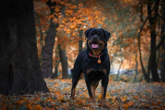 A vibrant fall garden featuring pet-safe plants like marigolds, sunflowers, and pansies with a happy dog exploring safely in a fenced area.