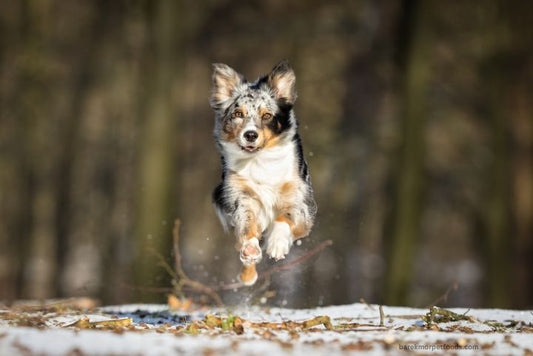 A playful dog jumping in the snow, surrounded by a serene snowy forest.