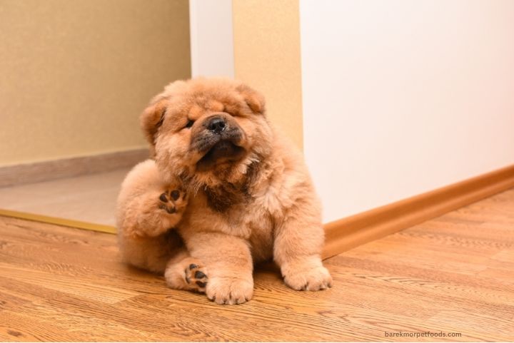 Happy dog enjoying healthy skin and coat, with Barekmor® Pet Foods helping to maintain optimal pet skin health.