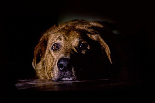 Calm dog resting by a cozy fireplace during the holiday season, surrounded by festive decorations and a stress-free environment.