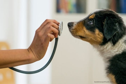 Barekmor pet foods "A concerned pet owner gently examining their dog at home, looking for signs of illness, with a stethoscope and pet care supplies in the background."